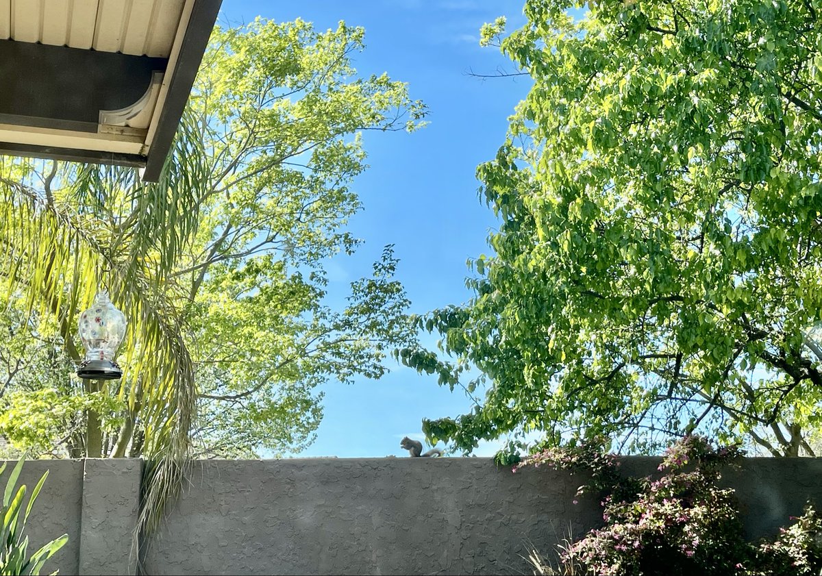 jenniferschadel's tweet photo. Backyard adventures! I leave nuts for the squirrels who travel along my backyard wall. There’s a hummingbird feeder and many come by during the day and I can see them while I’m working! Birds stop by the wall to eat the small pieces of nuts the squirrels drop. Animal adventures! https://t.co/0Y8IuQarn2