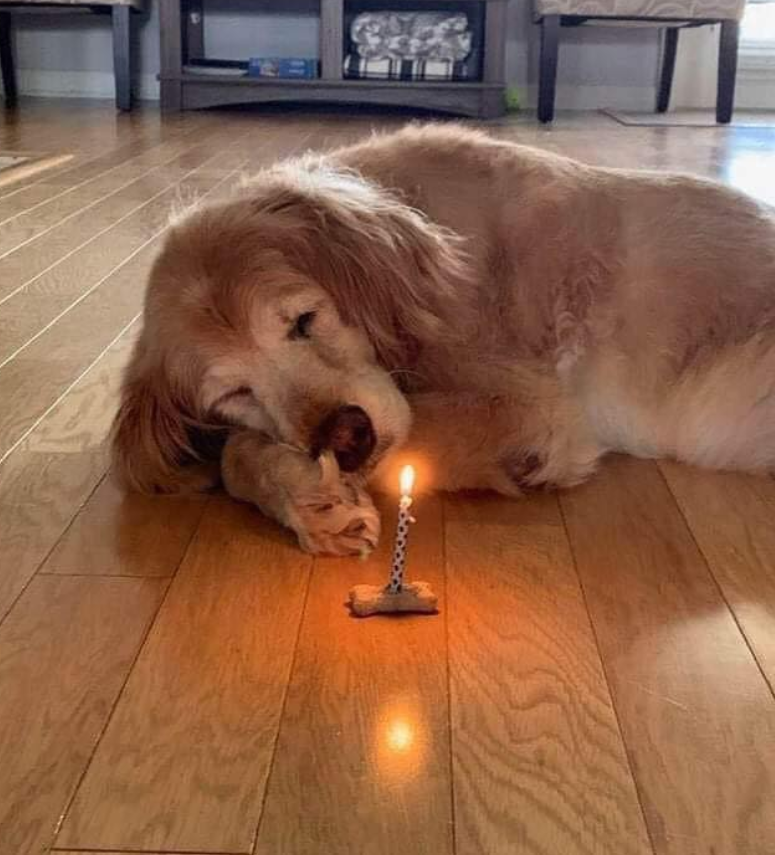 Tweets of Dogs tweet media