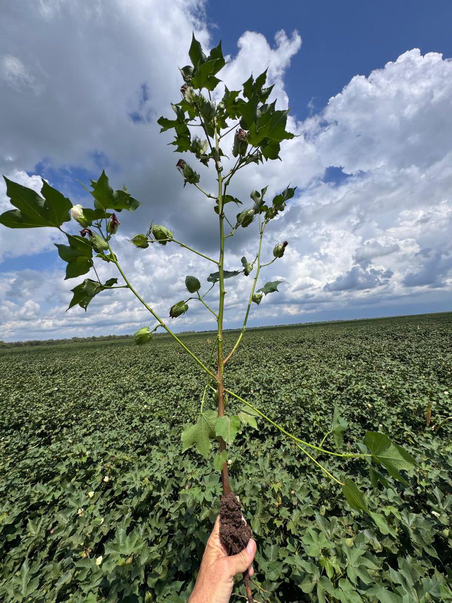 Grupo Charata tweet media