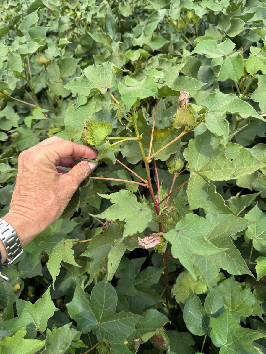 Grupo Charata tweet media