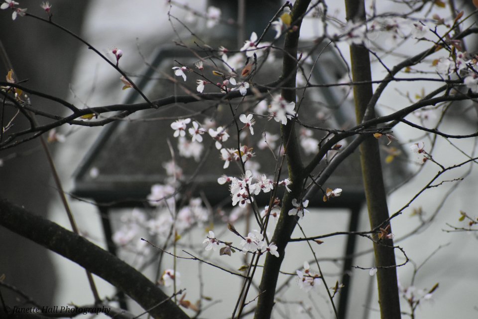 Janette Hall86 tweet media