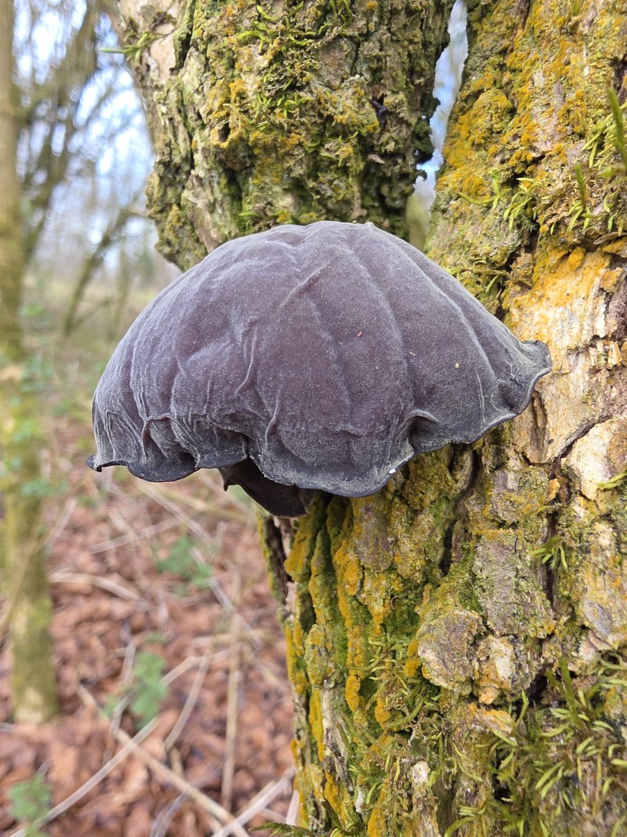 respecting nature tweet media