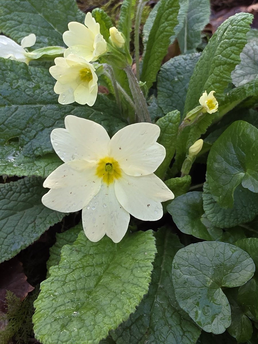 respecting nature tweet media