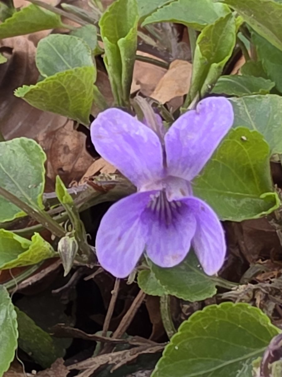 respecting nature tweet media