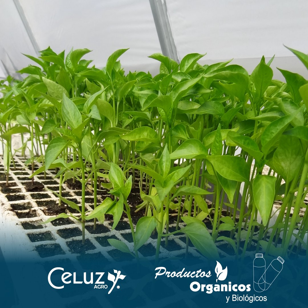 CeluzAgro's tweet photo. Foto del día.🍃
.
.
.
#CeluzAgro #cultivo #productosorganicos #gdl #ciudadguzman #CultivosSanos #productosparaelcampo #plántulas https://t.co/mWPn3pbqUU