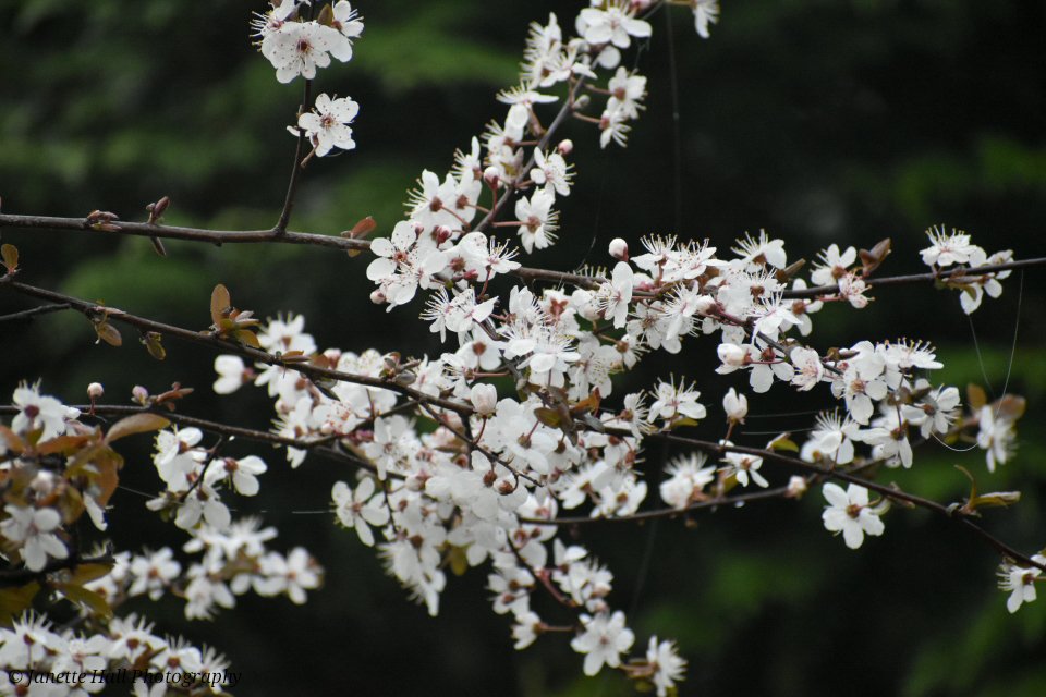 Janette Hall86 tweet media