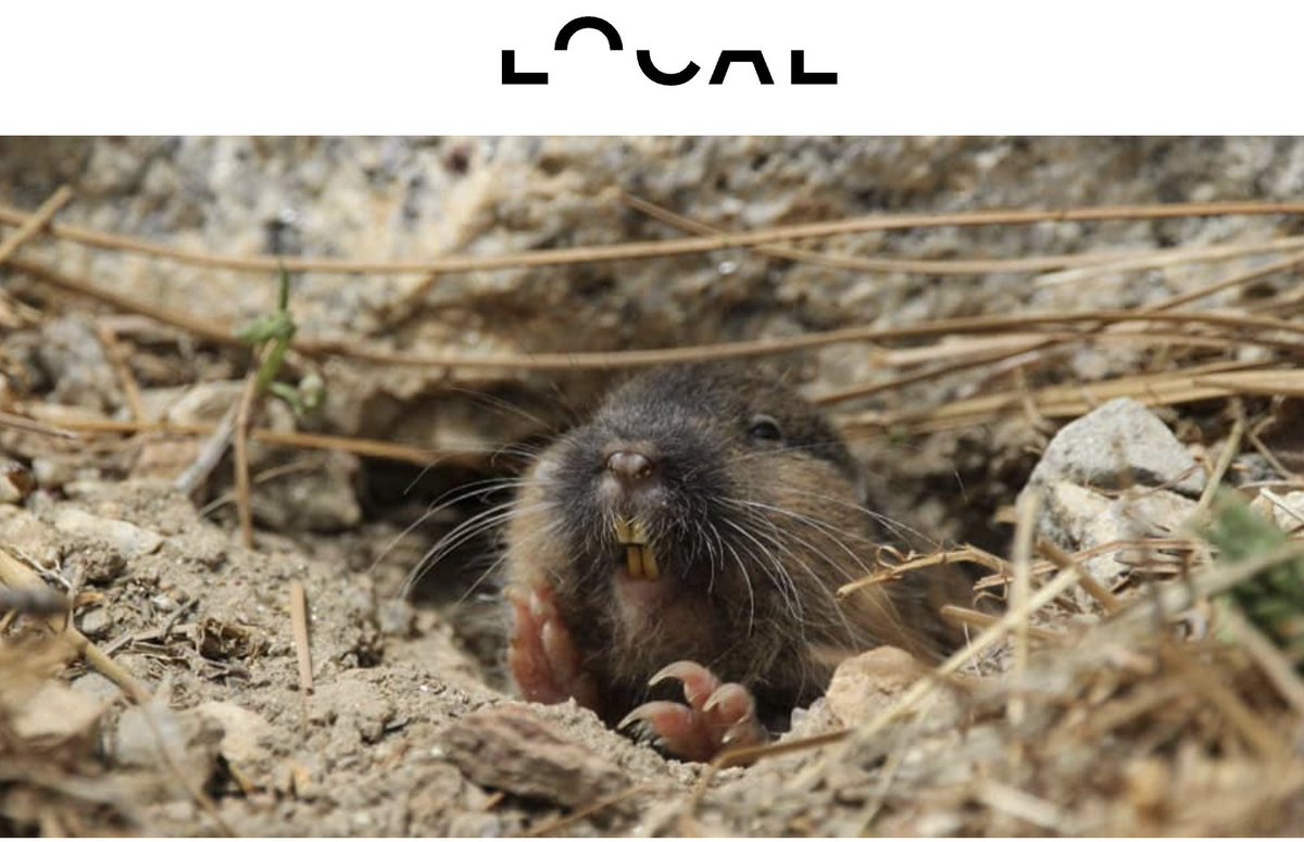 localmx_'s tweet image. #FaunaLocal La tuza roe raíces, hierbas, bulbos y uno que otro desecho capitalino con sus cuatro dientes amarillentos y largos.
-

#LocalFauna The gopher gnaws on roots, herbs, bulbs and some of the capital's waste with its four long, yellowish teeth.
f.mtr.cool/bdzpocpqjk