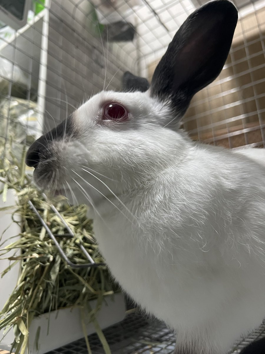 れいしょ tweet media