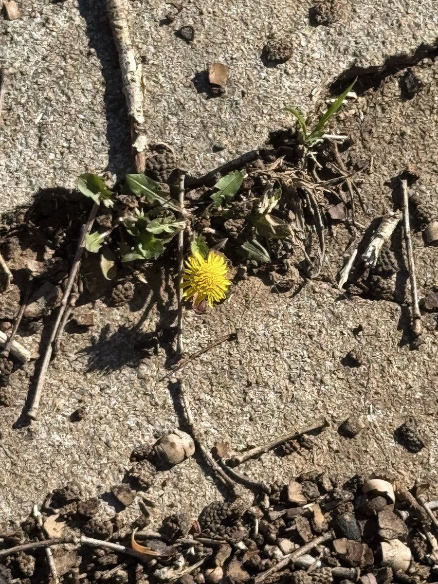 xPhoenix tweet media