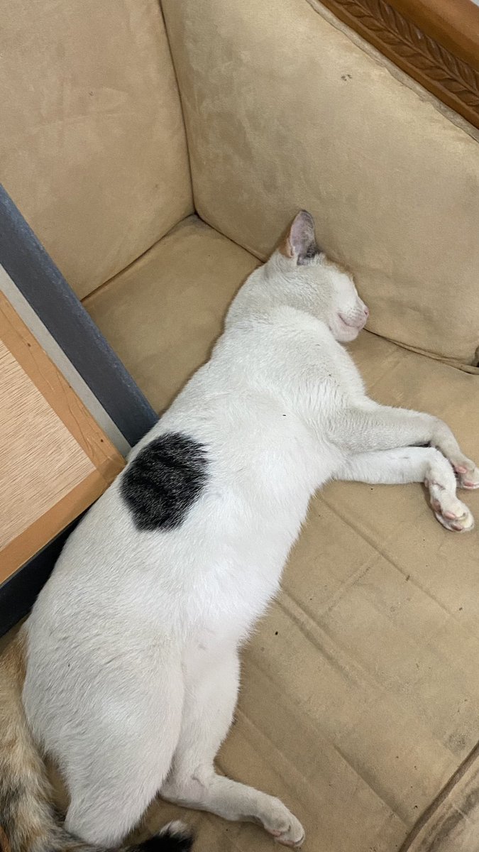 maya kuliahan tweet media