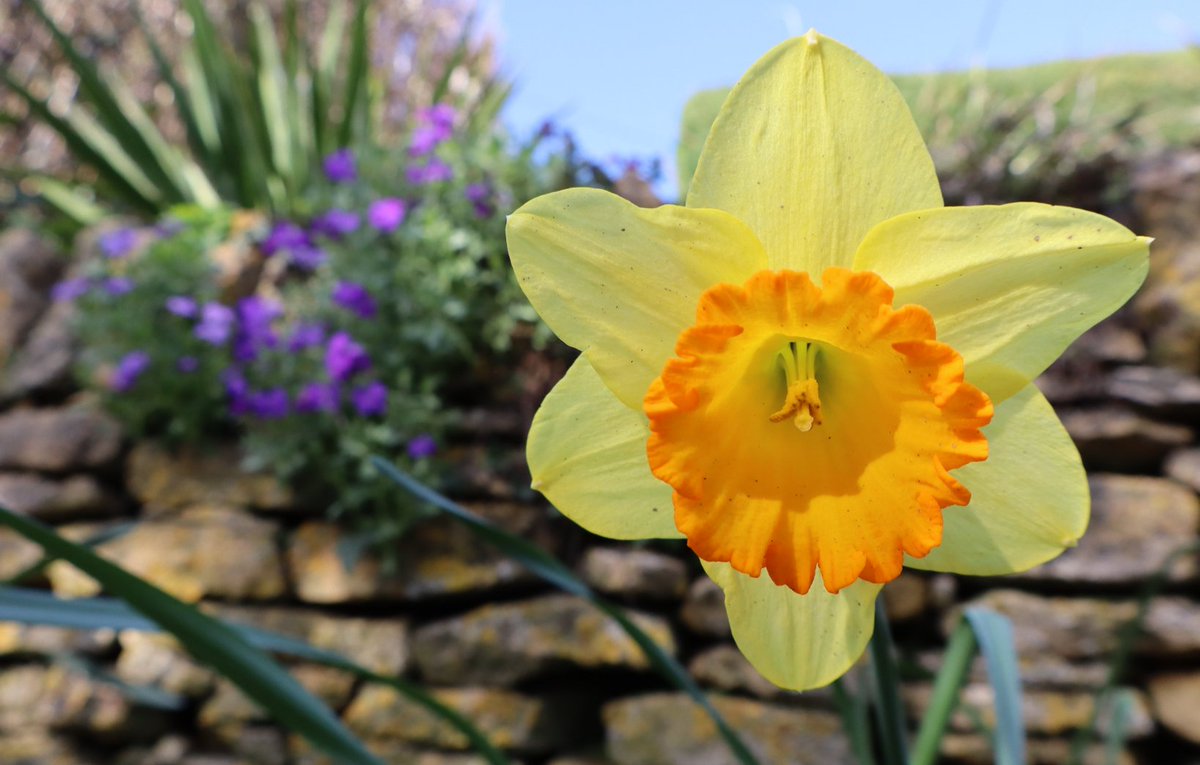 Larkspurr44's tweet photo. Oxfordshire. Photo today. https://t.co/7ahYDFl6Bh