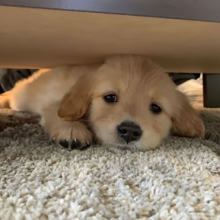 Animal Lover tweet media