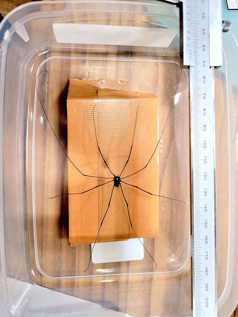 coll.col tweet media