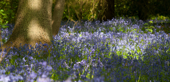europawire's tweet image. University of East Anglia Launches Conservation Effort to Revitalise Historic Campus Woodland news.europawire.eu/university-of-…

#UEA #volunteers #restore #WoodlandHabitat #bluebells #biodiversity #conservation #sustainability