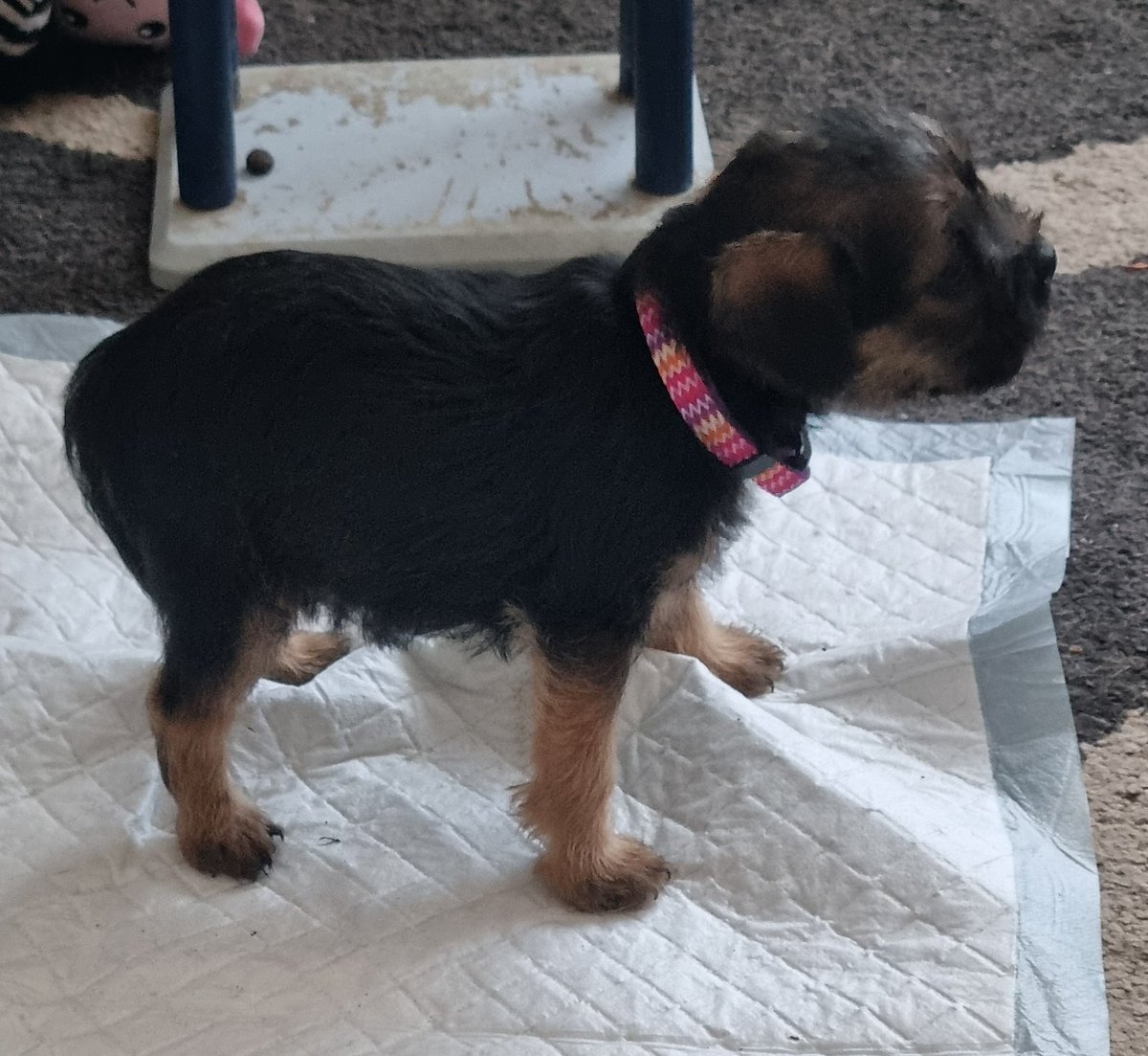 Reginald Barkley - sekretary of da social club! tweet media