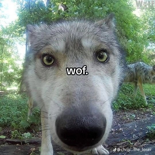 OH IT MAJESTIC~ tweet media