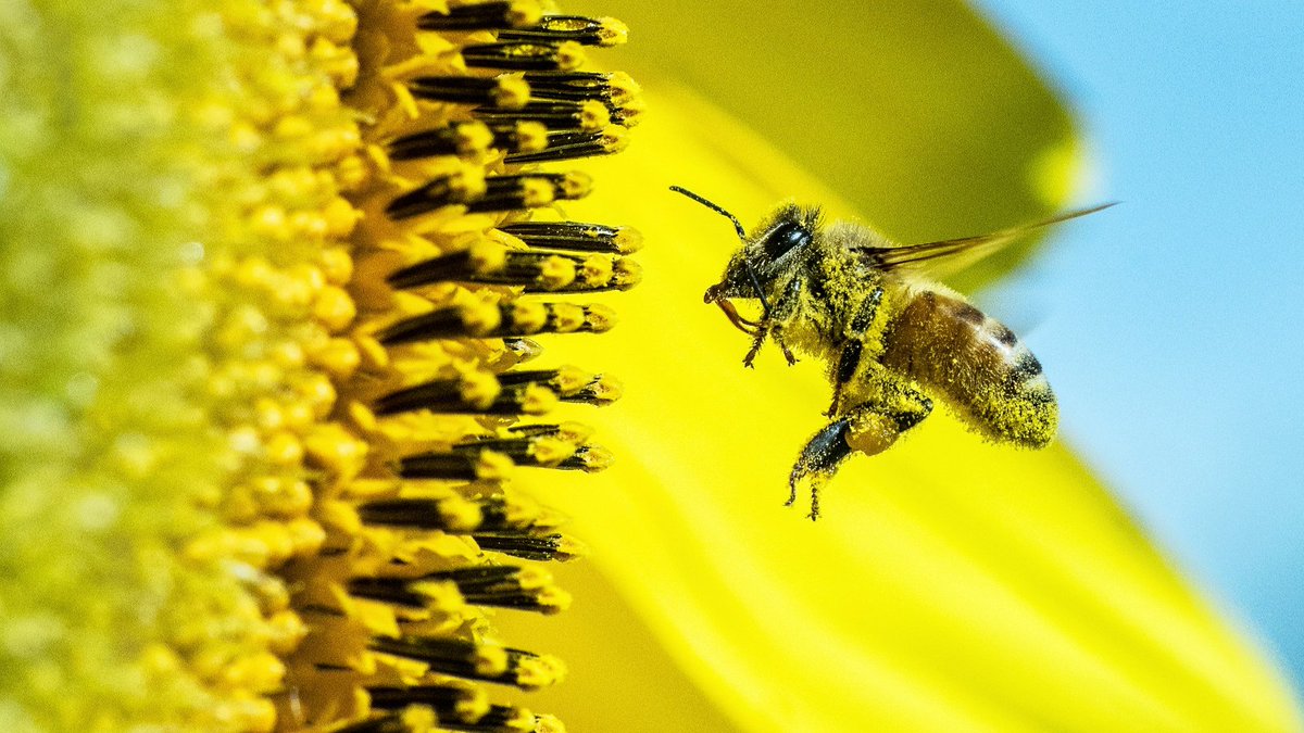 ourplanetwild's tweet photo. I just signed the petition to protect our honey bees and I hope you will too. We need the EPA to ban insecticides like sulfoxaflor that threaten our food security. Please add your name here: https://t.co/iQLMSYH2TO https://t.co/ZvjAGabLfx