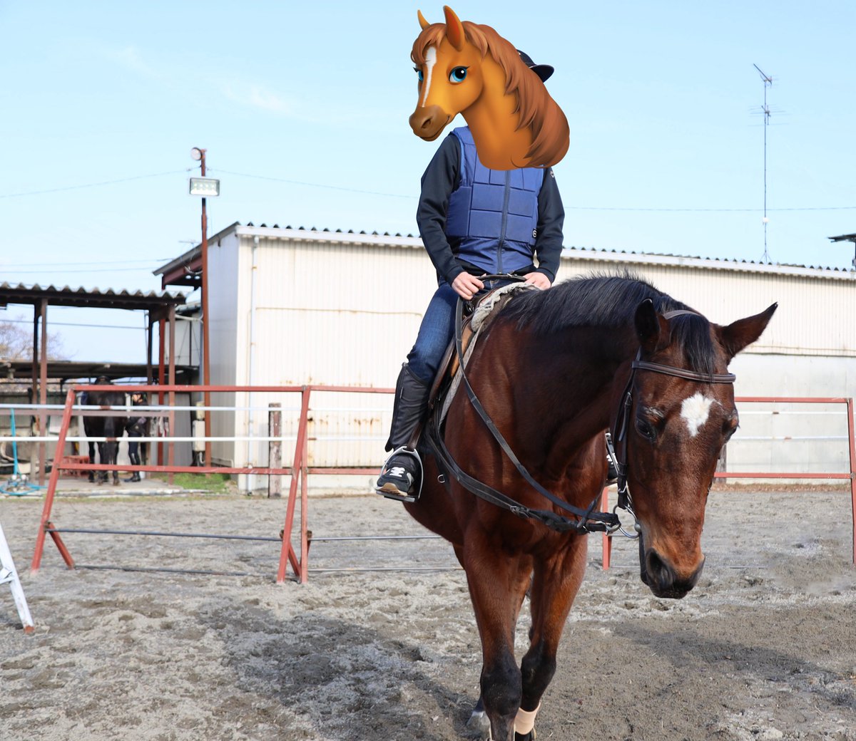 anpan_ak's tweet photo. 午年になってから乗馬をはじめたんだけど
私のにんじゃって37馬力くらいらしいからこの子が37頭分かぁそりゃはやいなぁ https://t.co/xoKxuj7p4E