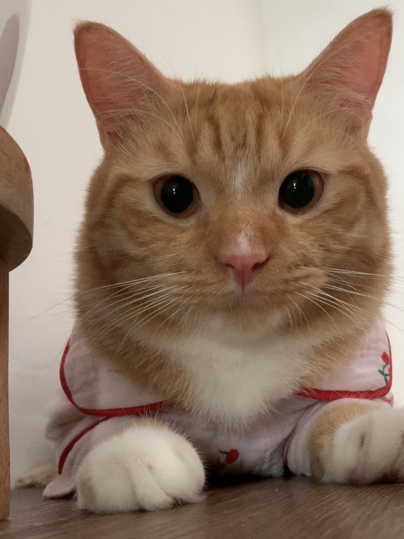 Sam 🦖 tweet media