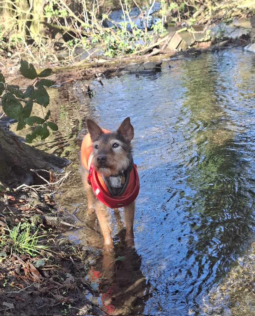 mycathardy's tweet image. Digby enjoyed a paddle in the River Ingol this afternoon #dogs #rivers
