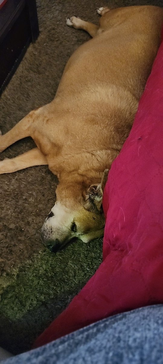 Oakley & Angel Tank🌈💕🐾 tweet media