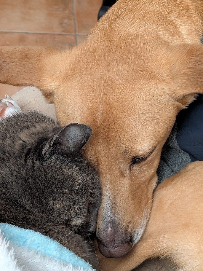 WinterWolves Games tweet media