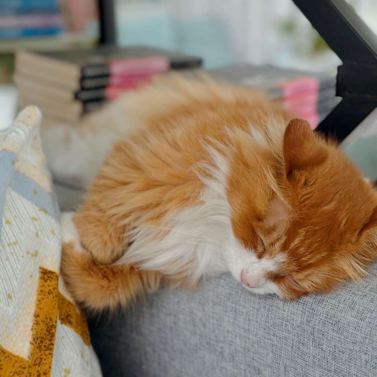 Merc Andieassen. 🇺🇸 tweet media