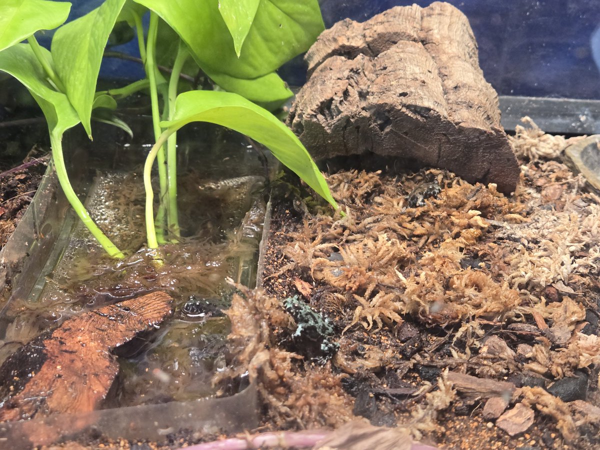 FoxGuild.tv tweet media