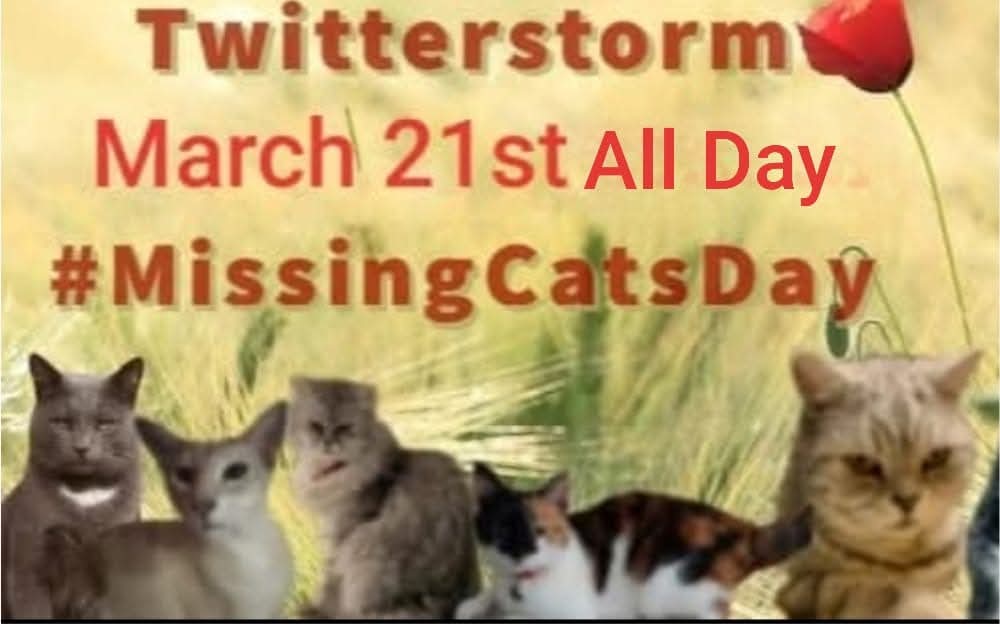 MissingPetsGB's tweet image. 🐱 Friday March 21st is #MissingCatsDay, the final day of Pet Theft Awareness Week
We are having an all day twitterstorm to share appeals for cats who are still missing. Please join us to raise awareness 🙏
All owners of missing cats please post your missing cat details 🐱
