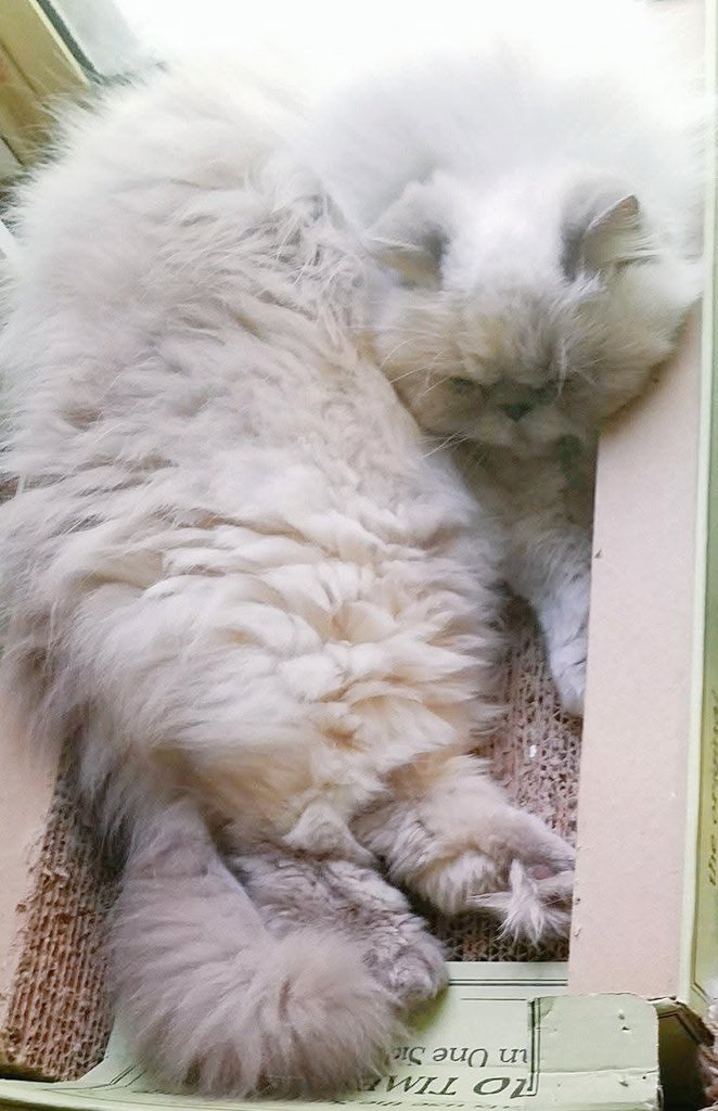 t_jh2009's tweet photo. A #Caturday flashback of #Shemp from 9 years ago taking a #Catnap by the patio door in our former place in the #SanFrancisco #BayArea. #CatsOfTwitter #CatsOfX https://t.co/B42BRDr6Yl