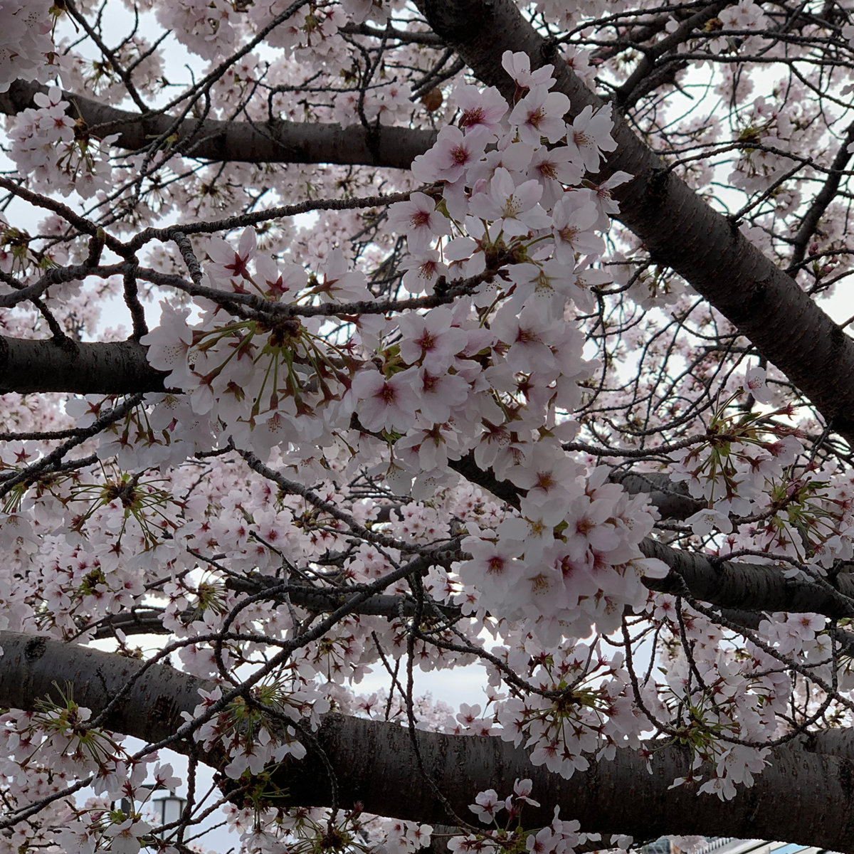 cdmblogs tweet media