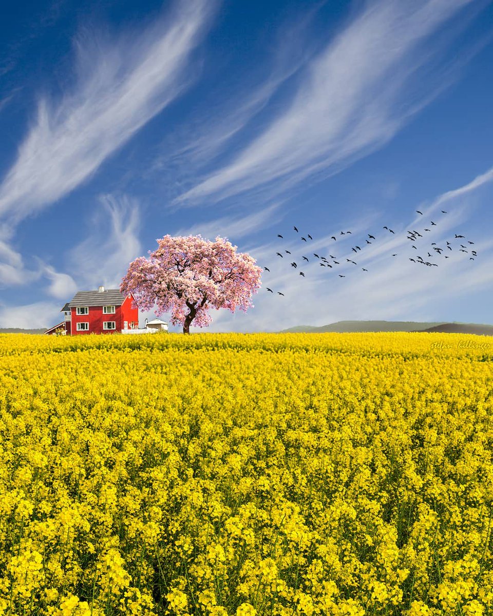 sun ☀️ tweet media