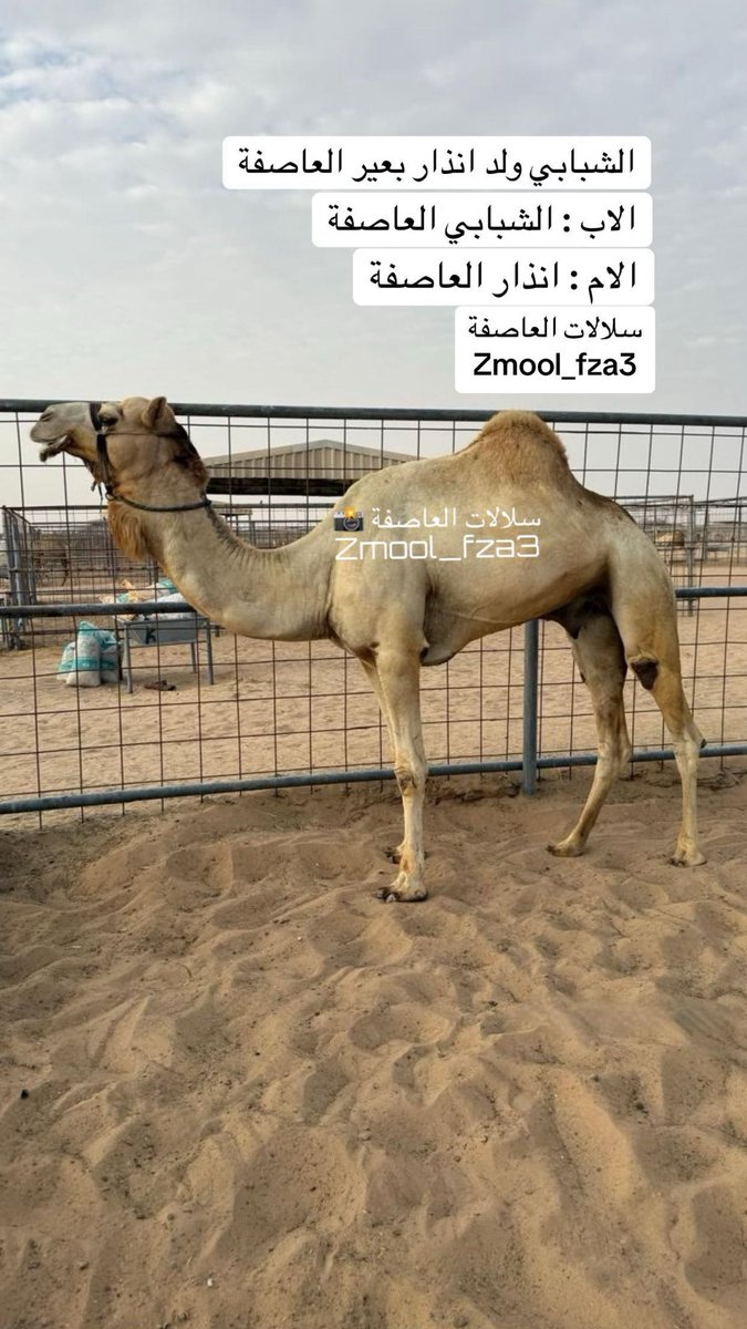 zmool_fza3's tweet photo. "⚫️حساب_��لالات_العاصفة ⚫️"

نتائج ميدان سيح الرمث 
🗓 14-3-2026 السبت 
سباق الفطامين مسافة 1500 متر  
مهرجان سيح الرمث لسباقات الهجن 
"المحطة التأهيلية السادسة" 

الشوط 6…
الشبابي لـ حمد علي عامر الزرعي 
التوقيت : 2:20
https://t.co/zAyylShTJj

الاب : الشبابي ولد انذار بعير العاصفة

:- صعب اول اشتراك داخل في المشتركات

المصدر : سلالات العاصفة
Zmool_fza3

⚫️حساب_سلالات_العاصفة ⚫️"