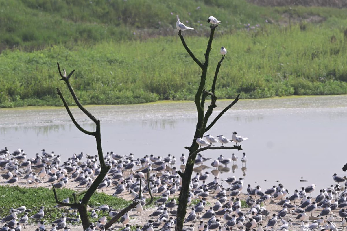 Ministerio del Ambiente 🇵🇪♻️ tweet media