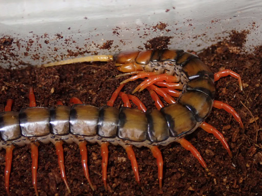 ぴーちゃん (合)Bebe Rep. 3/28.29【ナゴヤレプタイルズワールド】に出店します tweet media