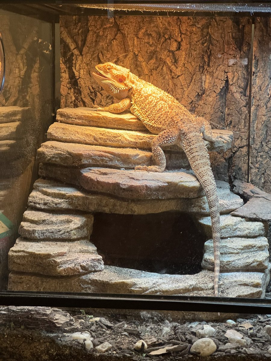 Destany ⭐️🐈‍⬛ tweet media