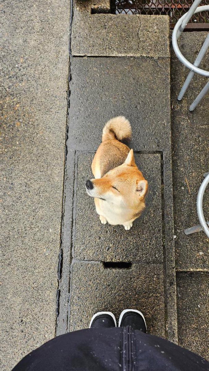 Michael (🇯🇵,🐾) tweet media