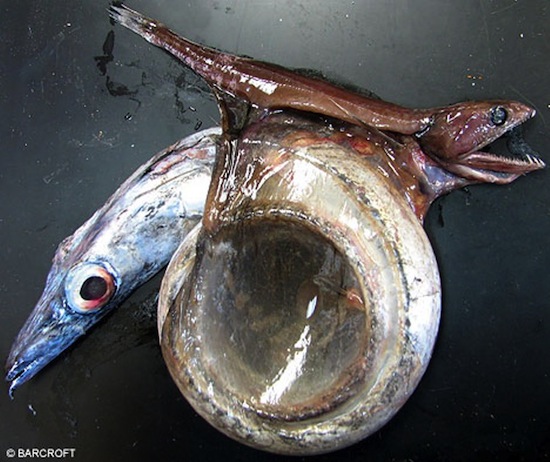 Hugo Paleoart - COMMS OPEN tweet media