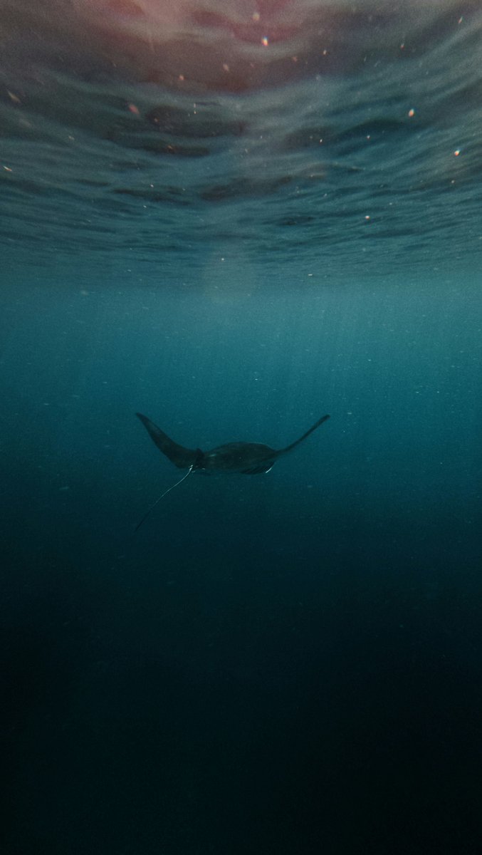 Unsplash tweet media