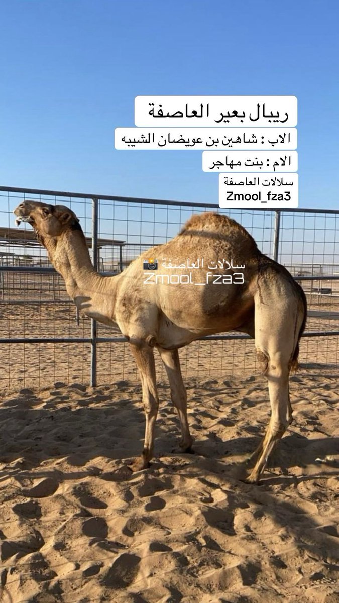 zmool_fza3's tweet photo. "⚫️حساب_سلالات_العاصفة ⚫️"

نتائج ميدان سيح الرمث 
🗓 14-3-2026 السبت 
سباق الفطامين مسافة 1200 متر  
مهرجان سيح الرمث لسباقات الهجن 
"المحطة التأهيلية السادسة" 

الشوط 12… اشواط الصعوب
عتاب لـ سعيد بن سالم الغيلاني
التوقيت : 1:45 افضل توقيت 
https://t.co/eBIseEy83k

الاب : ريبال بعير العاصفة
( محمية الهباب )

المصدر : سلالات العاصفة
Zmool_fza3

"⚫️حساب_سلالات_العاصفة ⚫️"