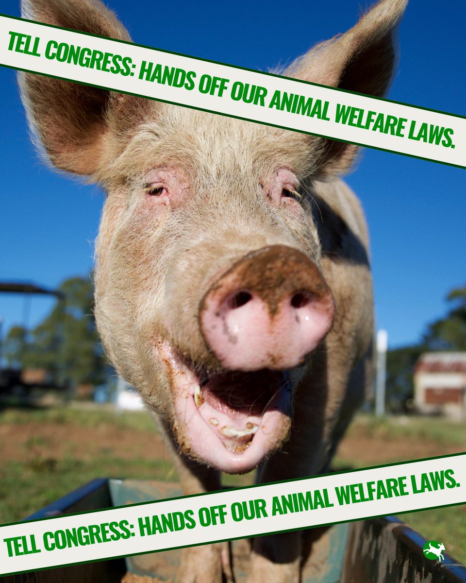 Compassion in World Farming US tweet media