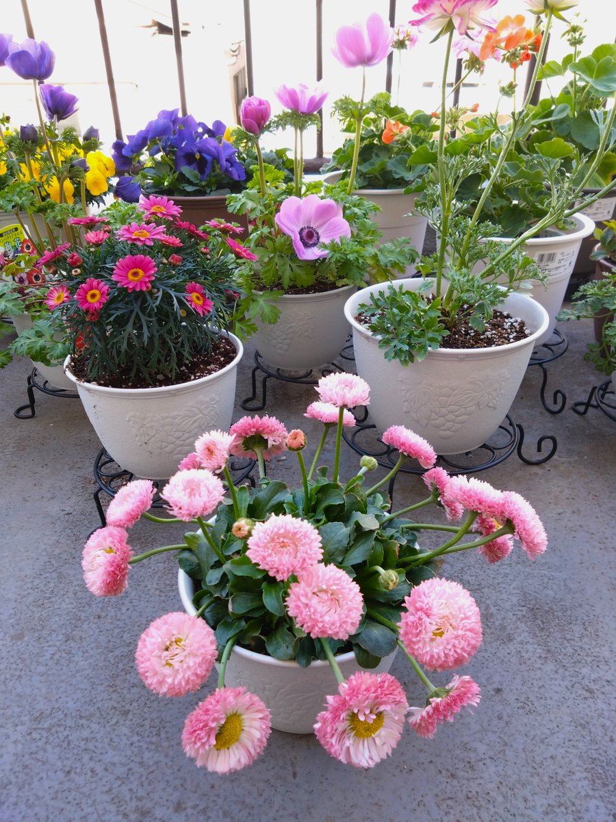 ソロ花活 tweet media