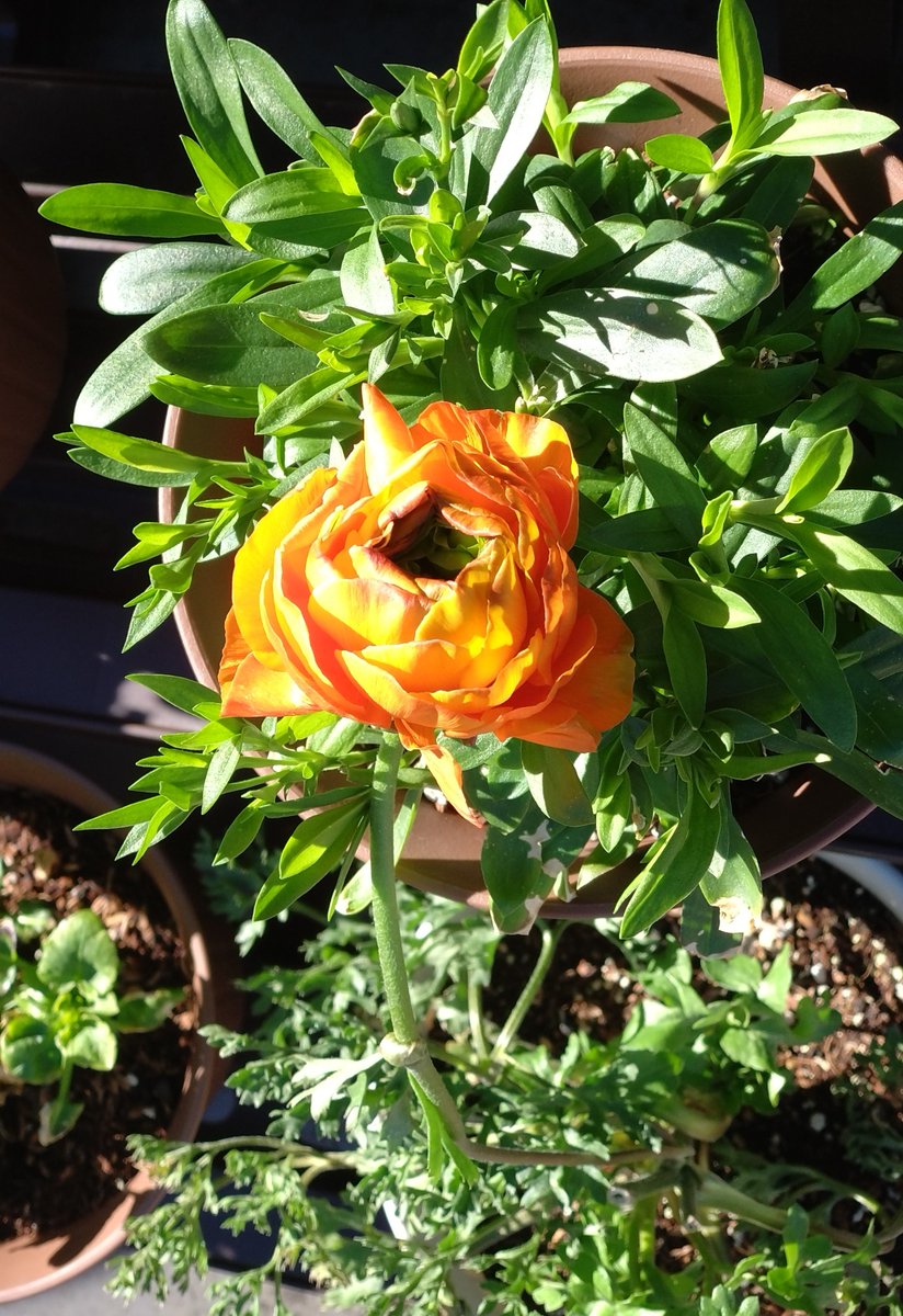 ソロ花活 tweet media