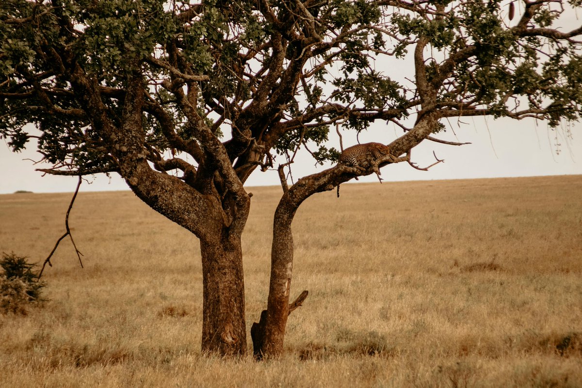 ourwildcats's tweet photo. The African leopard (Panthera pardus pardus) is the only leopard subspecies found on the African continent. Its range extends across much of sub-Saharan Africa and into parts of North Africa. #10AfricanCatSpecies #AfricanLeopard #WildCatsOfAfrica https://t.co/gTtyGaZTEM