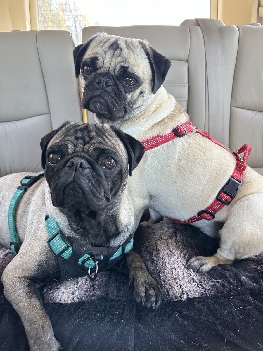 KristinaJulia2's tweet image. #Pugs #Pug #Dogs #Dog #Pets #Rescue #SpayandNeuter 
If you are looking to adopt a pug DM me (not mine) but I network with a few rescues &amp;amp; right now they have a dozen pugs who need adopted