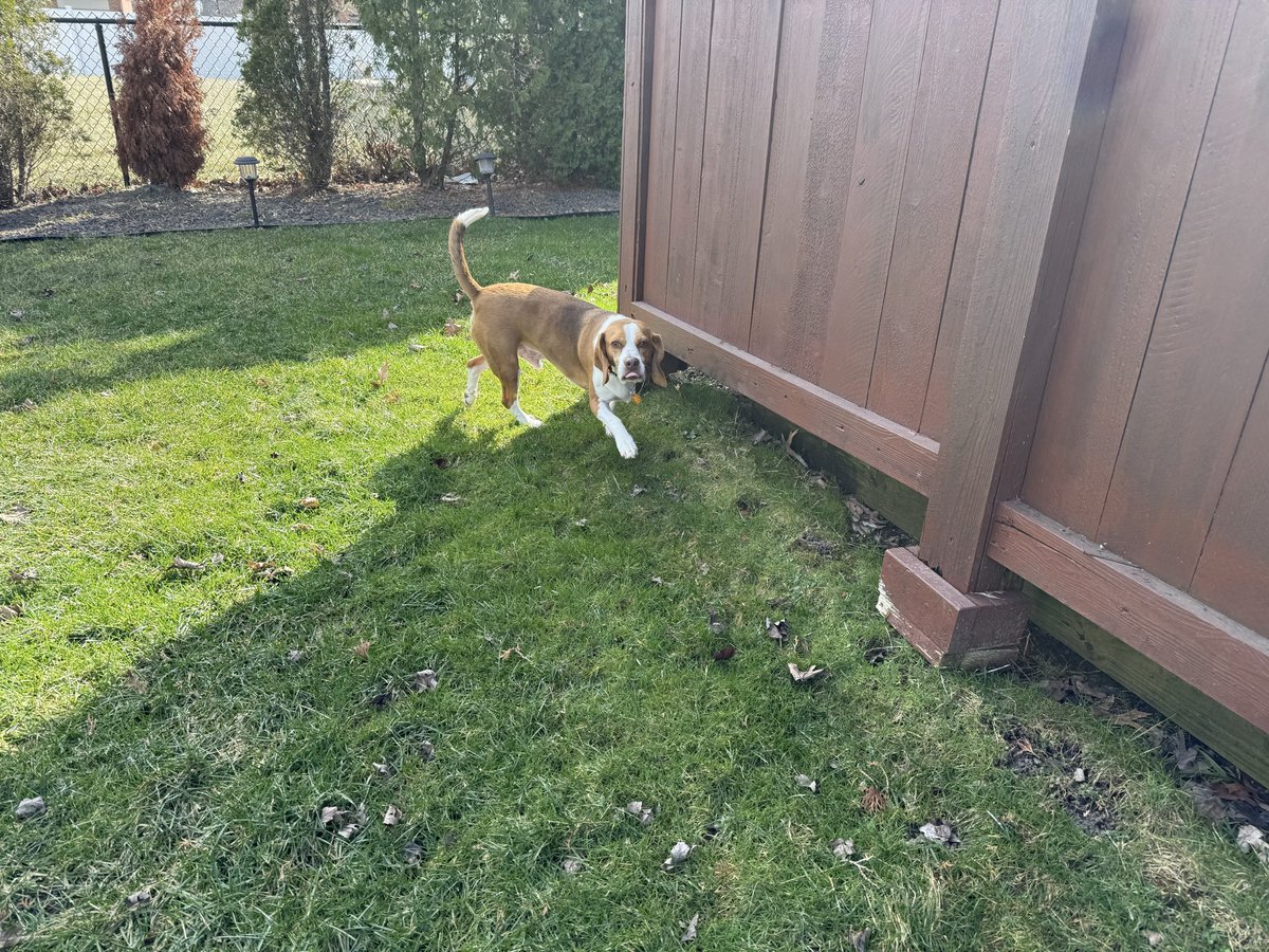HoundDogLove1's tweet image. Family visit today… had to make sure their ward was secure and safe from critters! #beaglelife #backyard #sniff