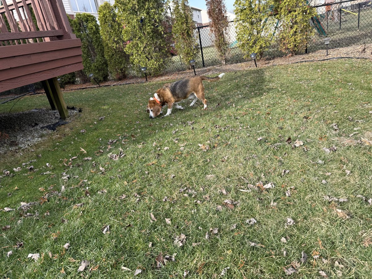 HoundDogLove1's tweet image. Family visit today… had to make sure their ward was secure and safe from critters! #beaglelife #backyard #sniff