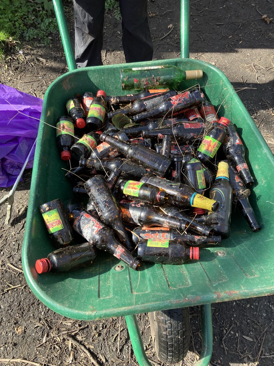 high_broom's tweet photo. Conservation morning today was diverted by a huge haul of 52 bottles of Budweiser and lots of other alcohol corpses beside… Our volunteers’ time would be better spent on trees and plants 🌱 Please pick up your rubbish ! ⁦@idverde_Bromley⁩ ⁦⁦@NatureLark⁩ ⁦ https://t.co/rXz5tcqrlD
