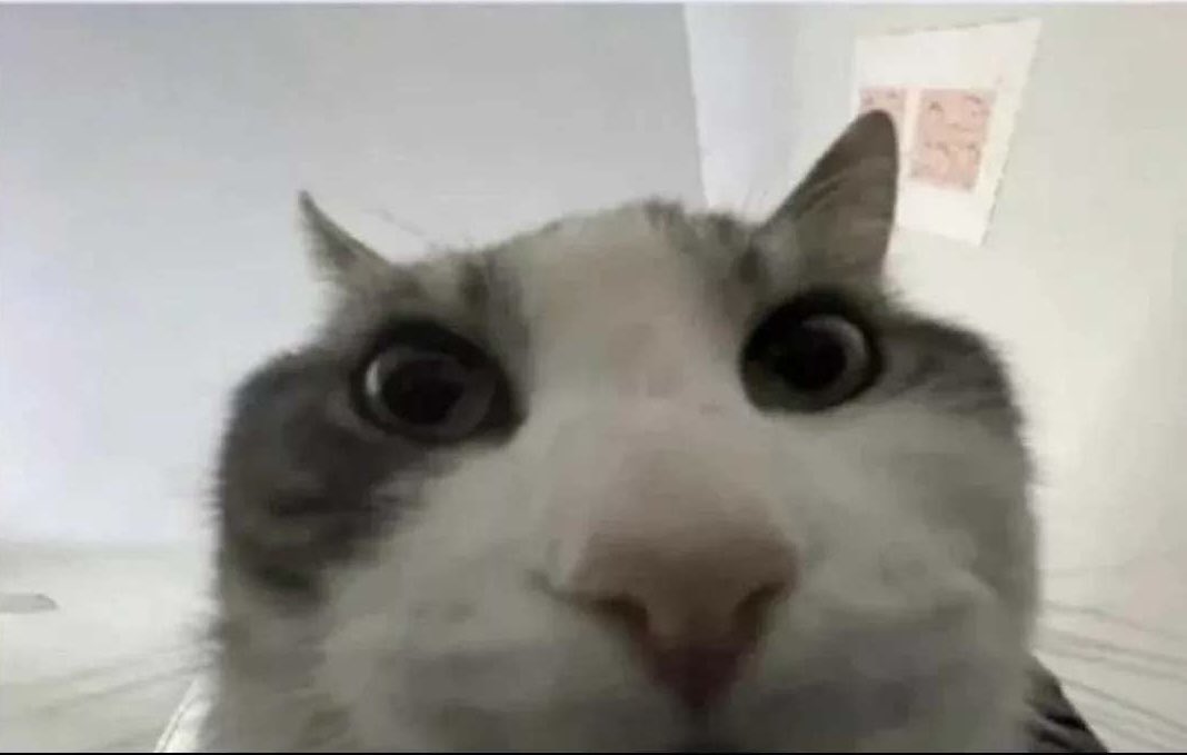 Davierdor tweet media