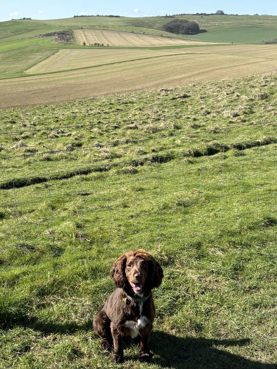 Roz Kay 🐎🌳📚 tweet media